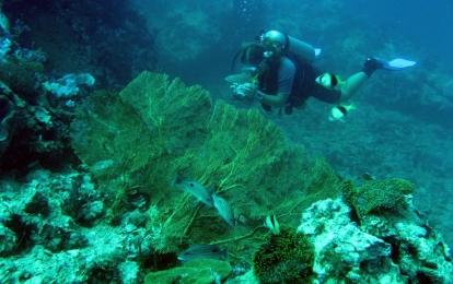 A Conservation volunteer collecting data in Thailand whilst on a Diving and Marine Conservation work experience trip. A Projects Abroad volunteer collects data on a Diving and Marine Conservation volunteering project.